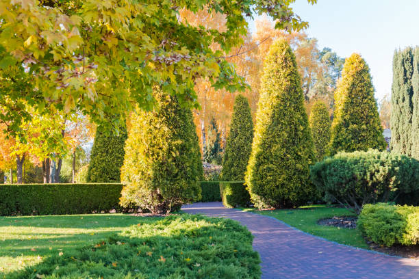 istock Section of autumn park with trimmed Juniper shrubs and trees 1350569476