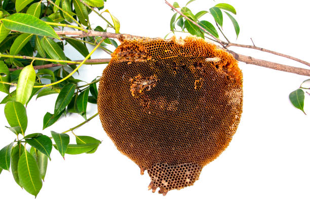 nid d’abeille nature sur branches d’arbres isolées sur fond blanc. ruche abandonnée suspendue à une branche d’arbre avec des feuilles vertes isolées - tree branch tree trunk leaf photos et images de collection