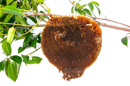 Nature honeycomb on tree branches isolated on white background. Abandoned beehive hang on tree branch with green leaves isolated
