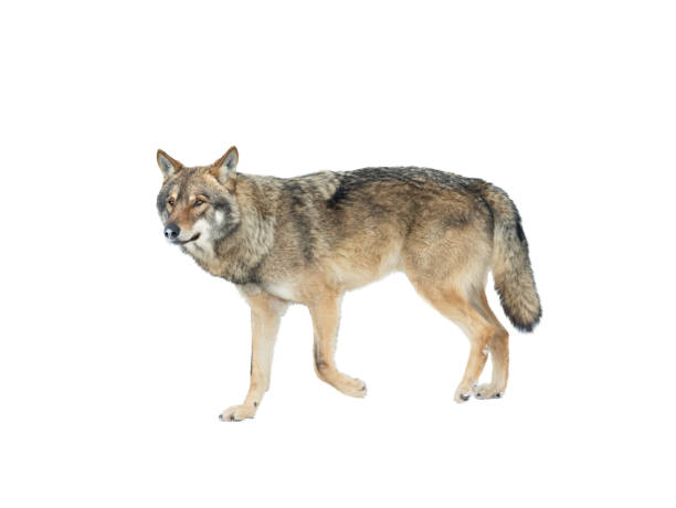 istock walking wolf in winter isolated on white background 1350570853