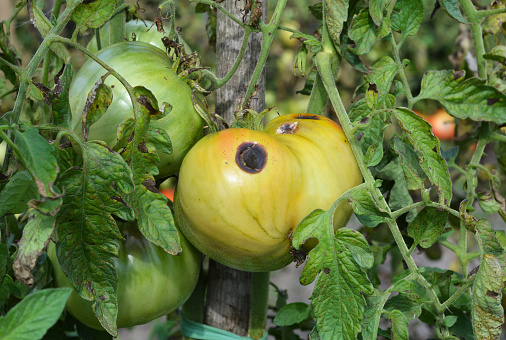 Tomato fruit disease and problems. Tomato anthracnose disease signs, black rot on an unripe green tomato because of hot humid weather.