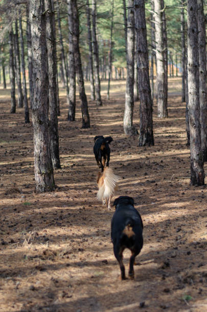 Three dogs are running along an empty path in the woods. Two Rottweilers and red mixed breed dog. A sunny autumn day. Tall pines. Back view. Blurry motion. Pets.