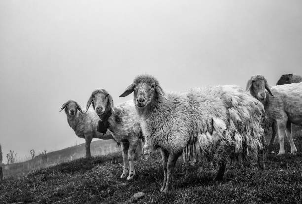 istock Close-up of sheeps in black and white 1350571263