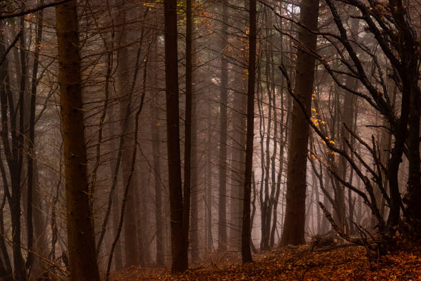 istock Spooky atmosphere in a woodland 1350571277