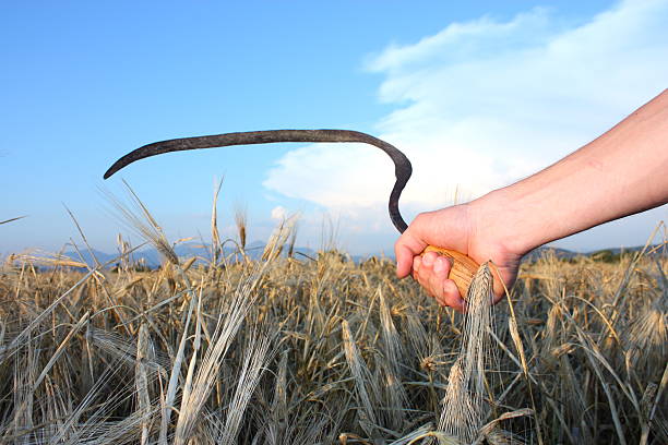 istock Paddy and wheat scythe 135057189