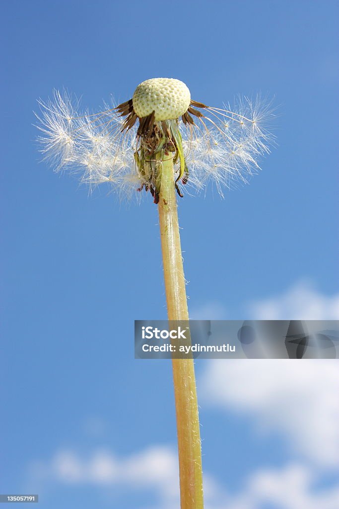 Dente-de-leão e céu azul - Foto de stock de Azul royalty-free