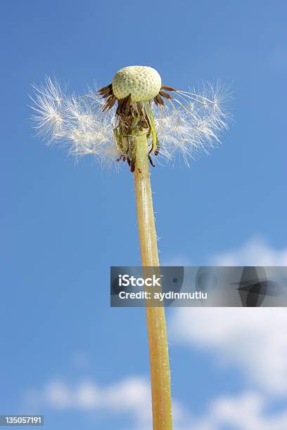 Foto de Dentedeleão E Céu Azul e mais fotos de stock de Azul - Azul, Botânica - Assunto, Branco