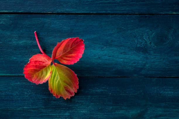 Colourful autumn leaf on a rustic dark blue wooden background, fall season concept with a place for text