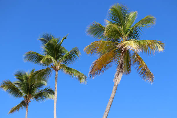 istock Three coconut palm trees on clear blue sky background 1350573901