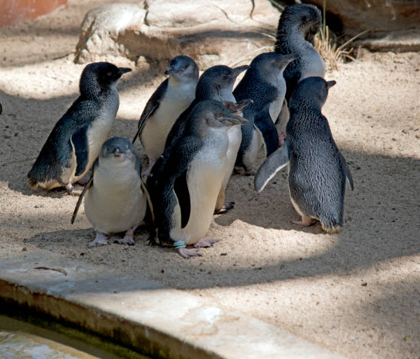 istock this is a group of fairy penguins 1350578214