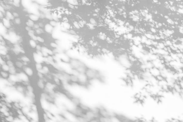 árvores ramificam e folha com sombra em uma parede de concreto branco. padrão de folha. fundo desfocado. - sunlight dappled summer leaf - fotografias e filmes do acervo