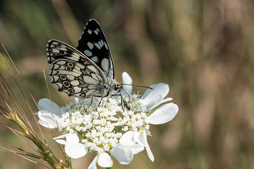 Melanargia galathea chess butterfly in its natural habitat collects nectar from a white flower