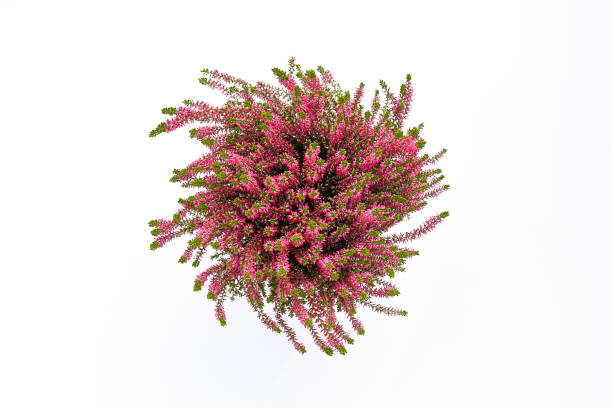 Top view beautiful calluna vulgaris 'Pink Madonna garden girls ' in ceramic white pot on white background. Bud-heather flowering variety, flowering from late Summer to early-mid Winter. stock photo