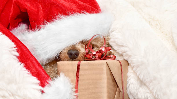 istock A dog in a red santa hat sleeping in fur on a gift. 1350581021