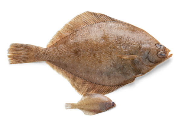 istock Fresh whole raw common dab fish and baby fish on white background 1350582002