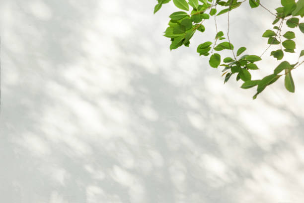 istock tree branch and leaf with shadow on a white concrete wall 1350582207