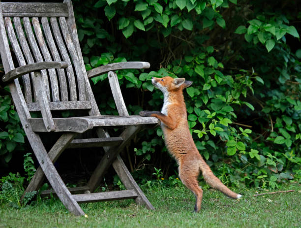 istock Urban fox cubs exploring the garden 1350582219