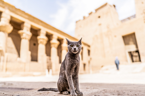 Cat Gray On The Background Of Ancient Ruins. Portrait Of Cat Sitting Against Ancient Egyptian Temple