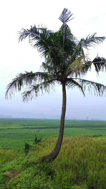 istock Coconut tree - stock photo 1350585957