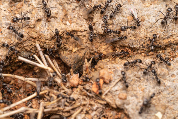 istock Small Black Ant made in macro photography 1350586791