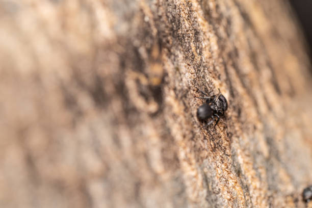 istock Small Black Ant made in macro photography 1350586813