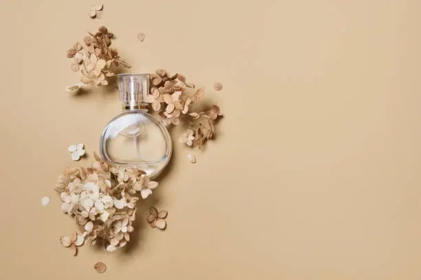 Round Perfume bottle mockup on beige background. Pebble podium and dry hydrangea flowers. Natural earthy colors, copy space.