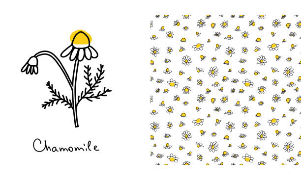 Seamless pattern with doodle black daisies on a white background. Chamomile linear ink wallpaper with flower element Seamless pattern with doodle black daisies on a white background. Chamomile linear ink wallpaper with flower element. marguerite daisy stock illustrations