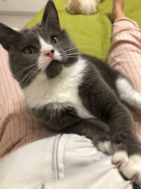 istock gray-white color cat 1350588853
