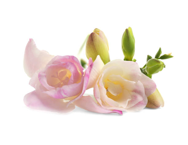 istock Beautiful tender freesia flower on white background 1350588854