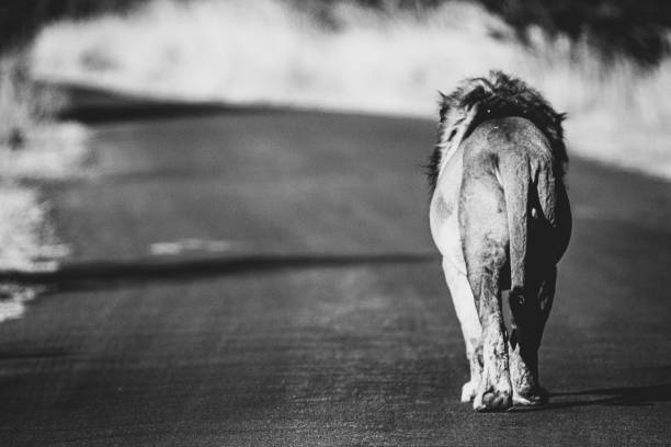 istock Lion Hits The Road 1350594090