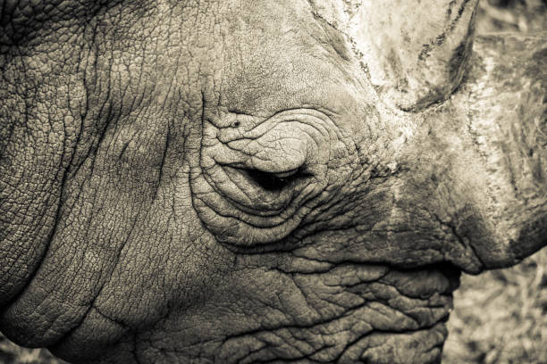 istock Eye of the Rhino 1350594112