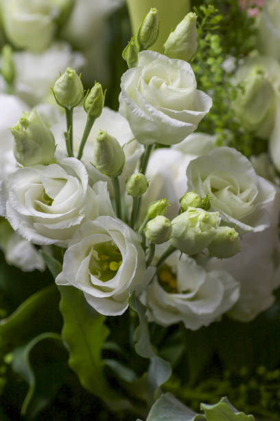 istock group of white roses and buds in a bouquet 1350595549