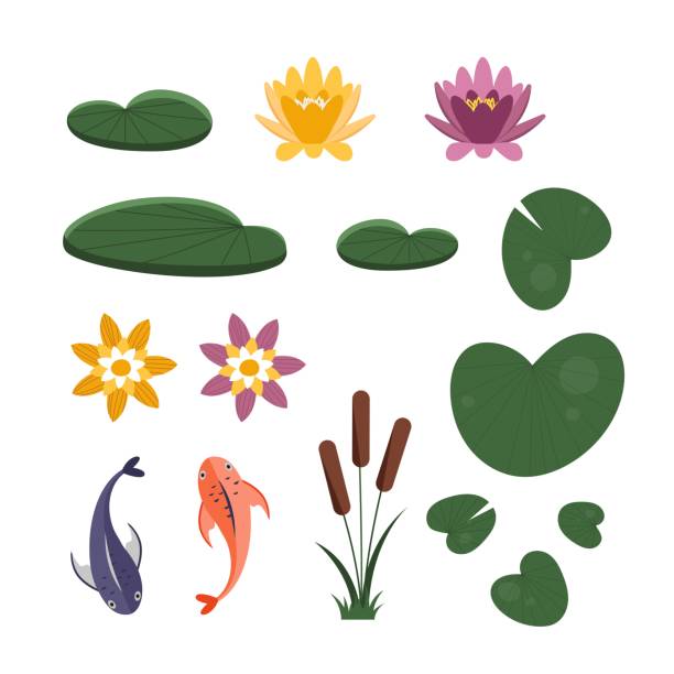 zestaw z liliami wodnymi z widokiem z góry i z przodu, karpiem i trzciną. klipart z ilustracją wektorową - lily pond stock illustrations