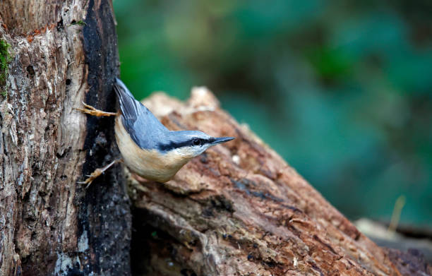istock Nuthatch foraging for food in the woods 1350596634