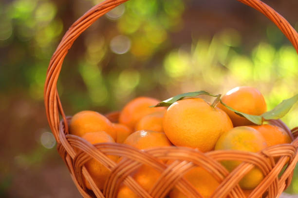 istock Basket of Tangerines 1350597837