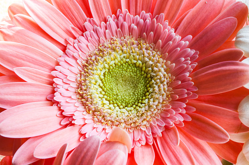 Pink to red gerbera flower macro stamens inside close up flat lay