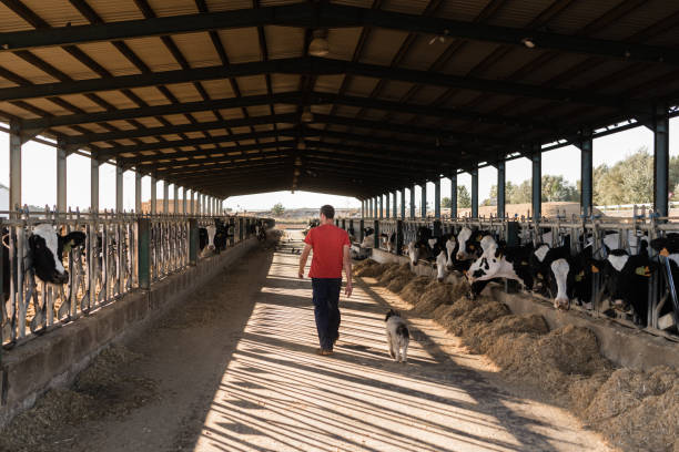 istock Male farmer walking in a cowshed while working at a dairy farm. 1350599089