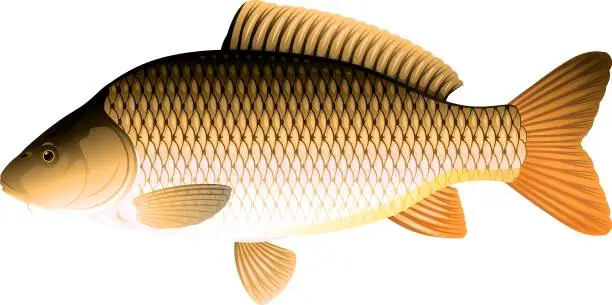 Vector illustration of Common_carp_fish_isolated_illustration