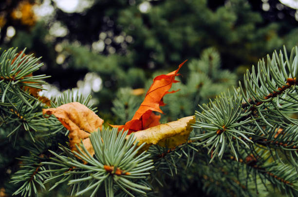 branche de pin avec des feuilles sèches. beau bokeh sur fond. détail de la nature en gros plan. carte postale nature de style rétro. arrière-plan de la nature. - branch dry defocused close up photos et images de collection