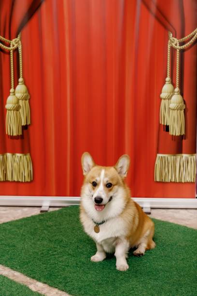 istock corgi against the background of a red stage curtain 1350599513