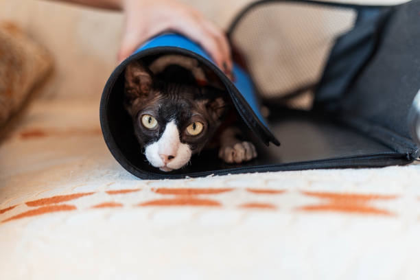 istock Sphinx cat sits in a carrier in a Christmas blouse 1350599533