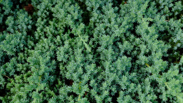 Juniper hedge texture as coniferous natural textured background. Dwarf Japanese garden juniper creeping (Juniperus horizontalis). Botanical pattern for graphic design and wallpaper. Close-up. Juniper hedge texture as coniferous natural textured background. Dwarf Japanese garden juniper creeping (Juniperus horizontalis). Botanical pattern for graphic design and wallpaper. Close-up. juniperus horizontalis stock pictures, royalty-free photos & images
