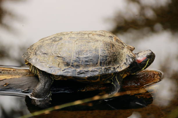 istock Turtle lies on a branch in the sun 1350600412