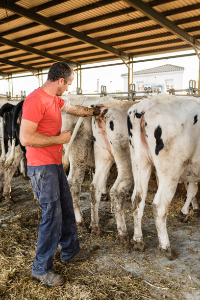 istock Male farmer doing artificial insemination on a cow in a stable. 1350600749
