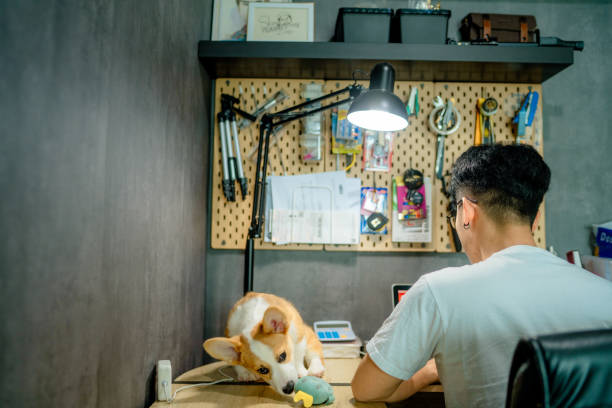 istock A lonely corgi tries to get the owner's attention. 1350602072