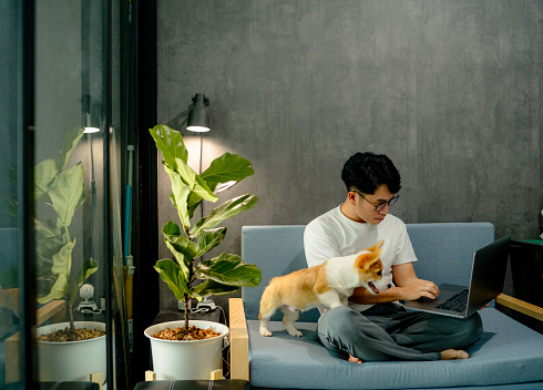 Asian writer sits on the sofa and type new content on his laptop with his naughty puppy while at home.