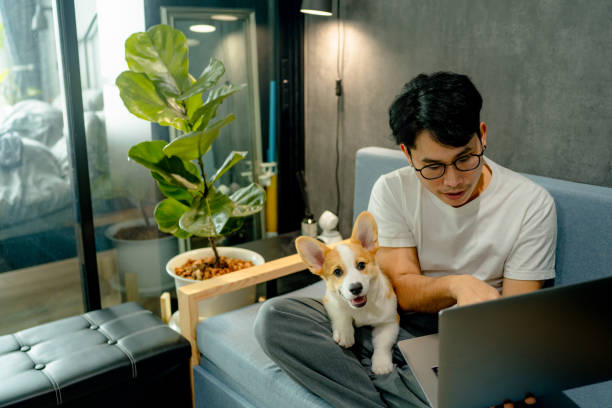istock A lonely corgi tries to get the owner's attention. 1350602109