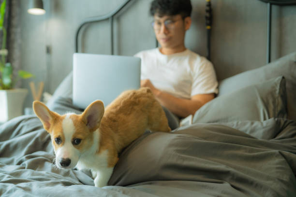 istock Pet trying to get their owner’s attention. 1350602131