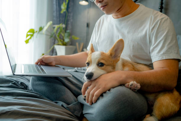 A lonely corgi tries to get the owner's attention.