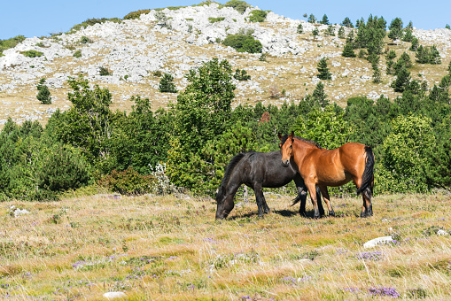 Free running horses in the grasslands of Croatia's coast mountains in summer.